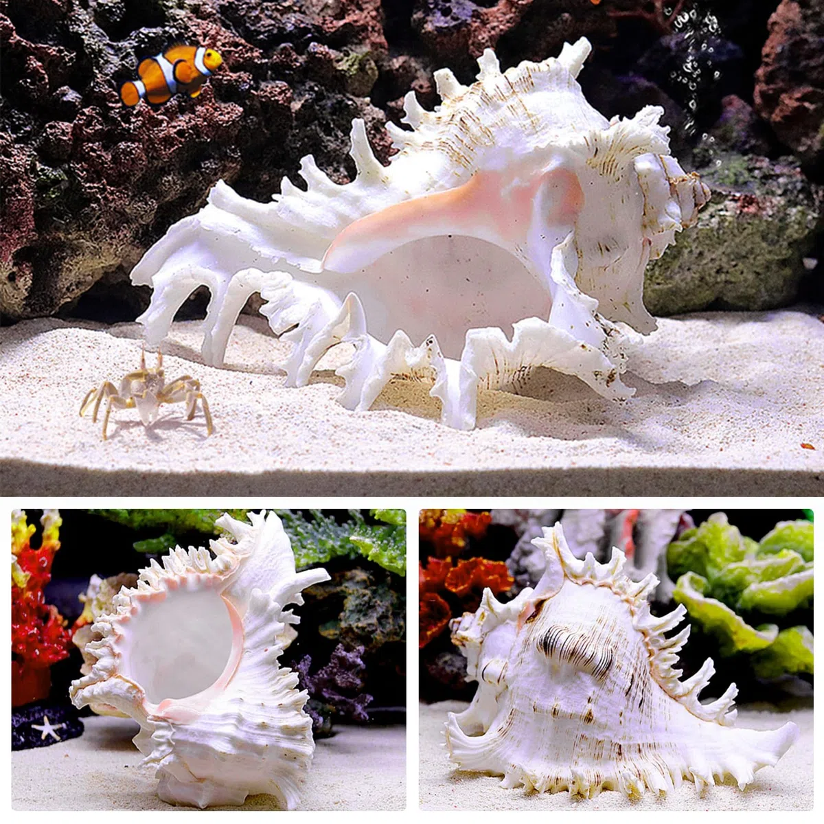 Conchiglie Naturali Grandi, Decorative per Oceano, Acquario, Matrimonio, Casa e Festa a Tema Spiaggia