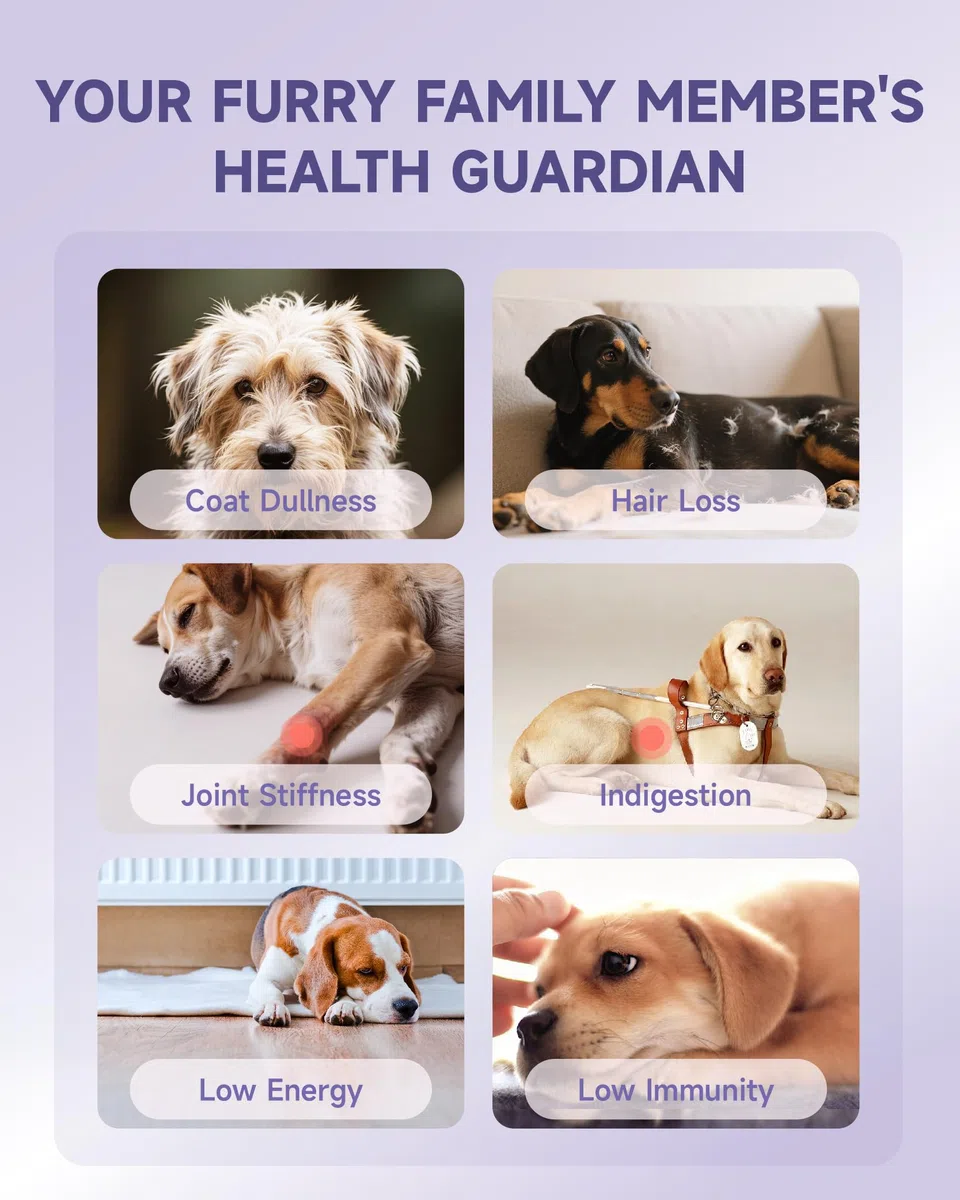 Eagou Diary Collagene per Cani - Supporto per Articolazioni e Flessibilità, Salute della Pelle e del Pelo, Glucosamina, MSM, Olio di Cocco, Vitamina C E, Biotina - Supporto Sistema Immunitario, 60ml