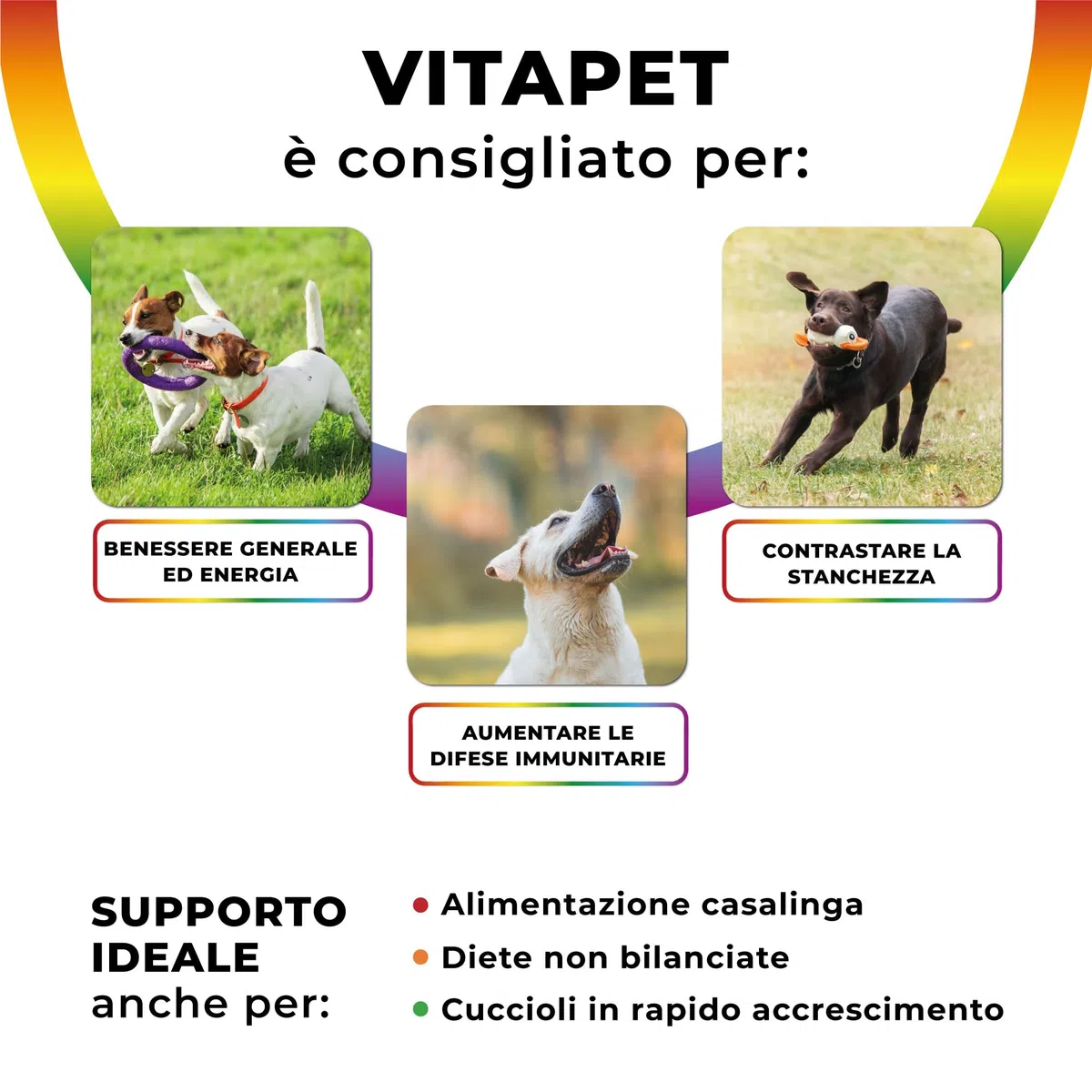 PETCEUTICA Integratore per Cane Anziano, Sistema Immunitario, Echinacea e Uncaria, Multivitaminico, 60 Compresse Appetibili, Made in Italy