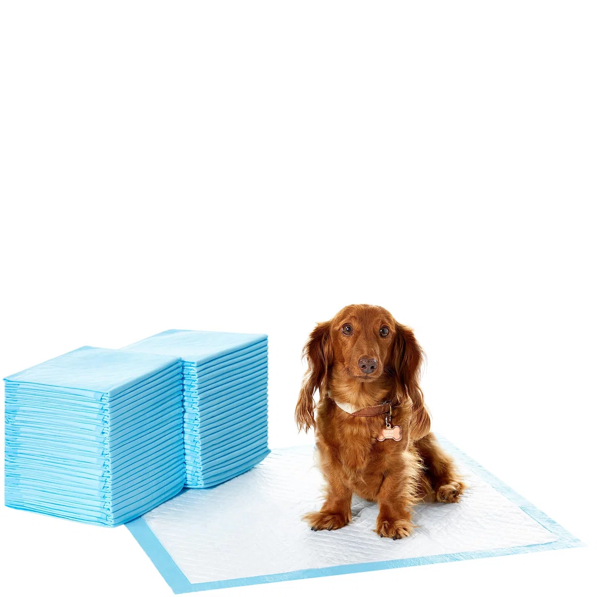 Amazon Basics Tappetini resistenti per l'addestramento di cani e cuccioli, a prova di perdite con superficie ad asciugatura rapida, dimensione standard, confezione da 50, Blu