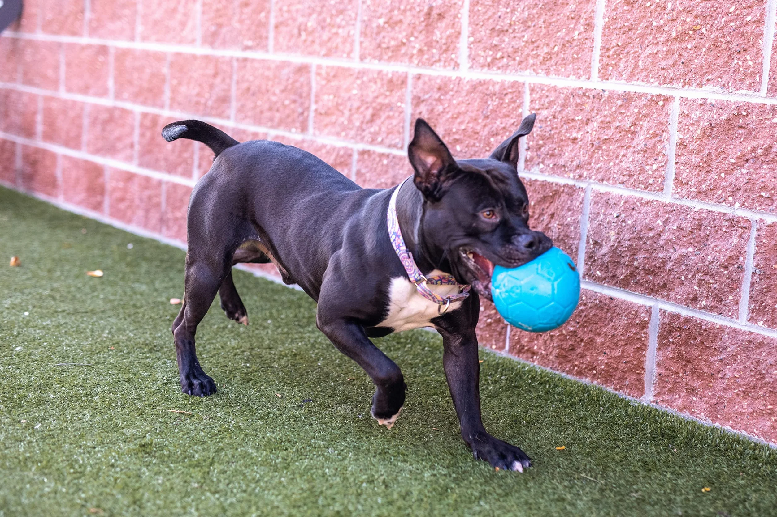 Jolly Palla da Calcio per Cani - 217 g