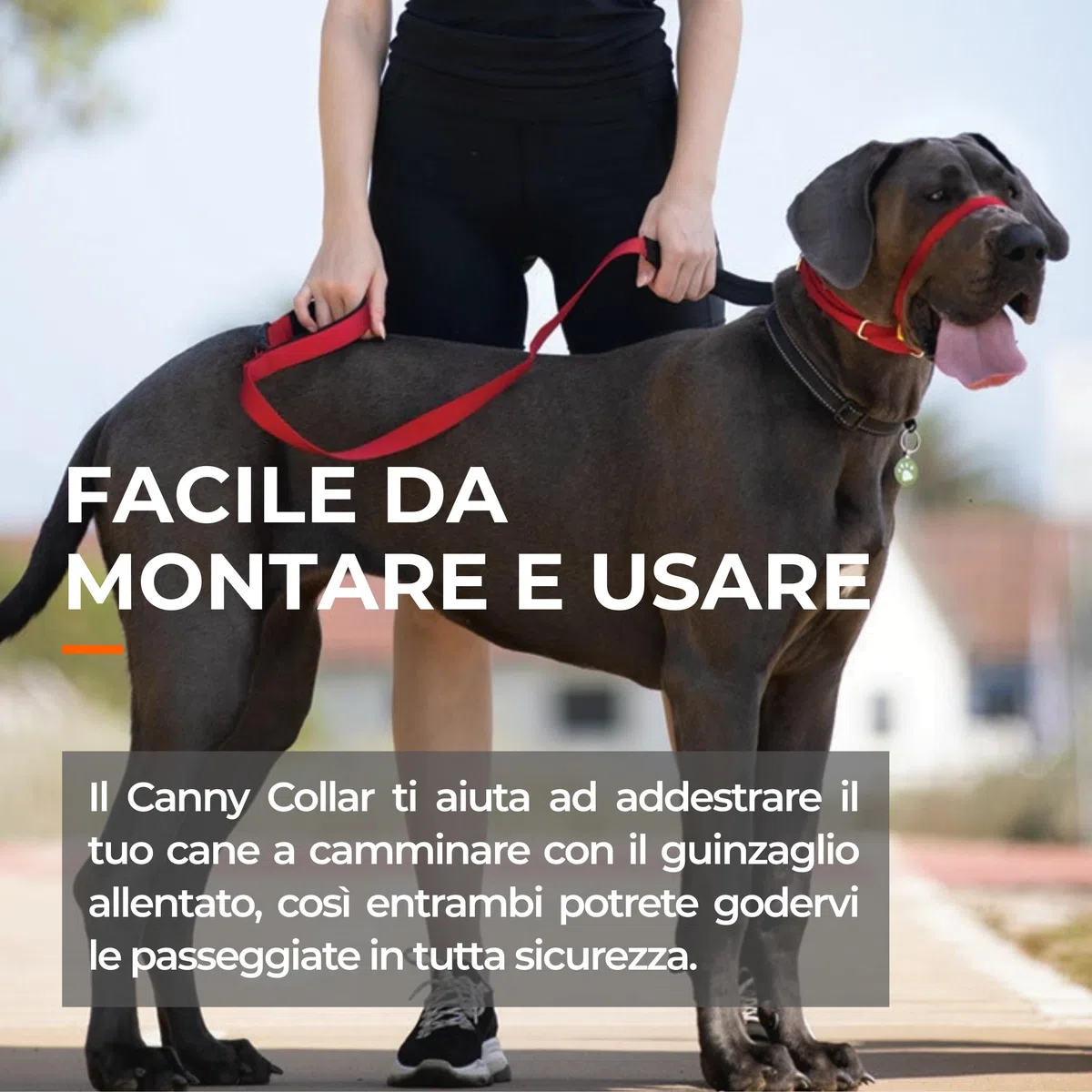 Canny Collar – Collare a Cavezza Addestramento Cane | Collare Anti‑Tiro Gentile e Sicuro | Camminate Piacevoli Senza Stress – Nero, Taglia 4