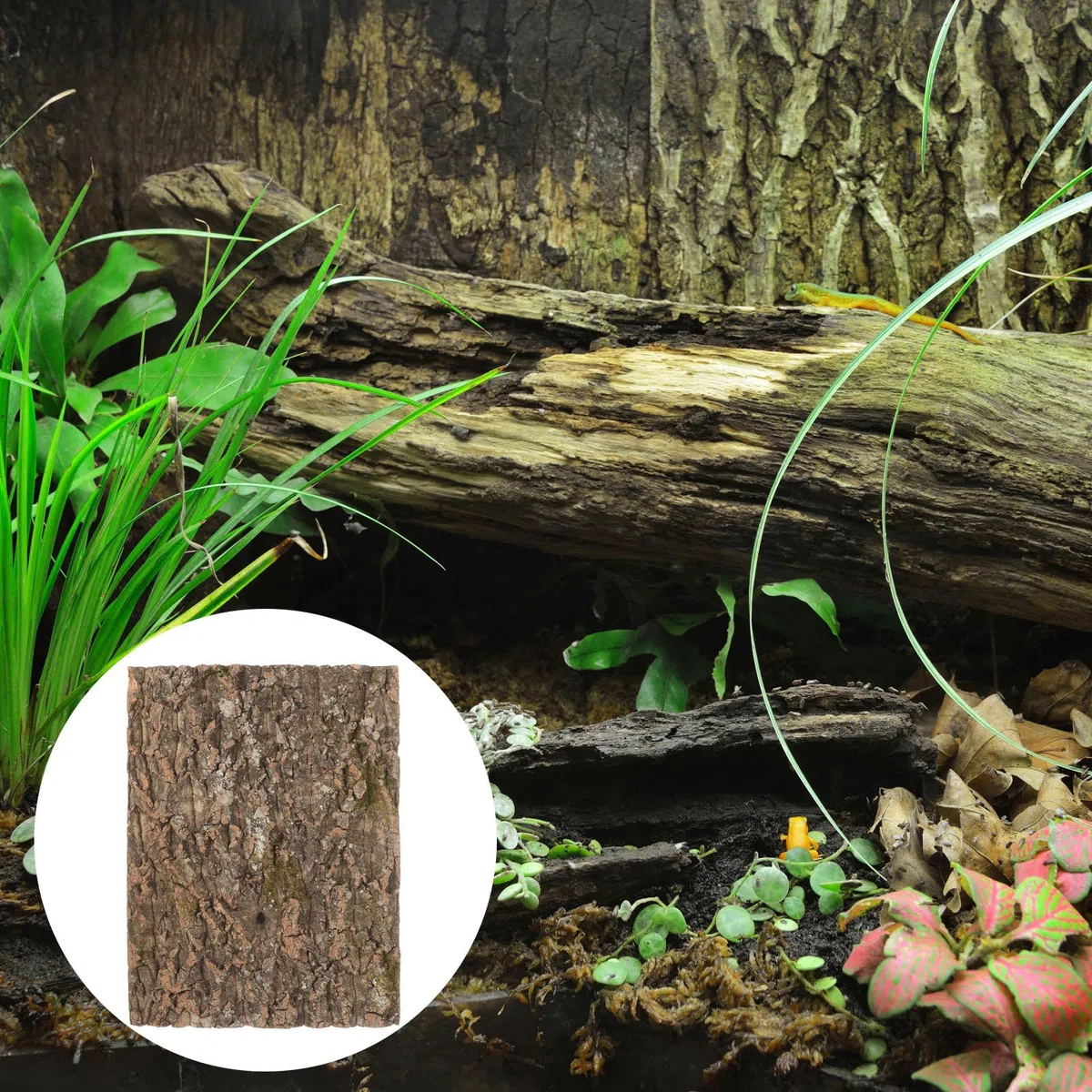 Sfondo Terrario Corteccia Sughero Naturale per Rettili, Decorazione Protettiva e Resistente All'umidità per Pareti di Piante e Habitat di Animali Domestici