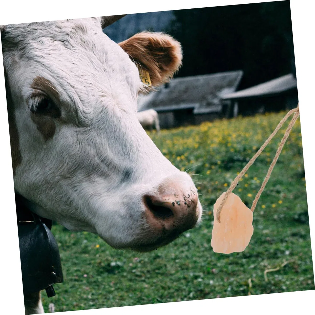 Happyyami 6pezzi Blocchi di Minerale Rosa Himalayano per Animali da Blocco da Leccare Naturale Ricco di Minerali per Cavalli Bovini Ungulati e Bestiame Supporto Immunitario e Benessere Lives