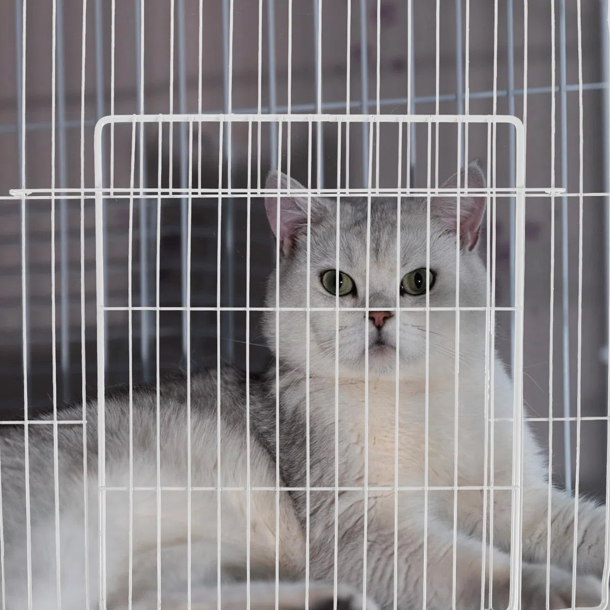 e Porta Pieghevole Interna per per Gatti per in Ferro Bianco Rete Fitta Design Componibile Facile da Montare per Recinti e Trasporto Animali