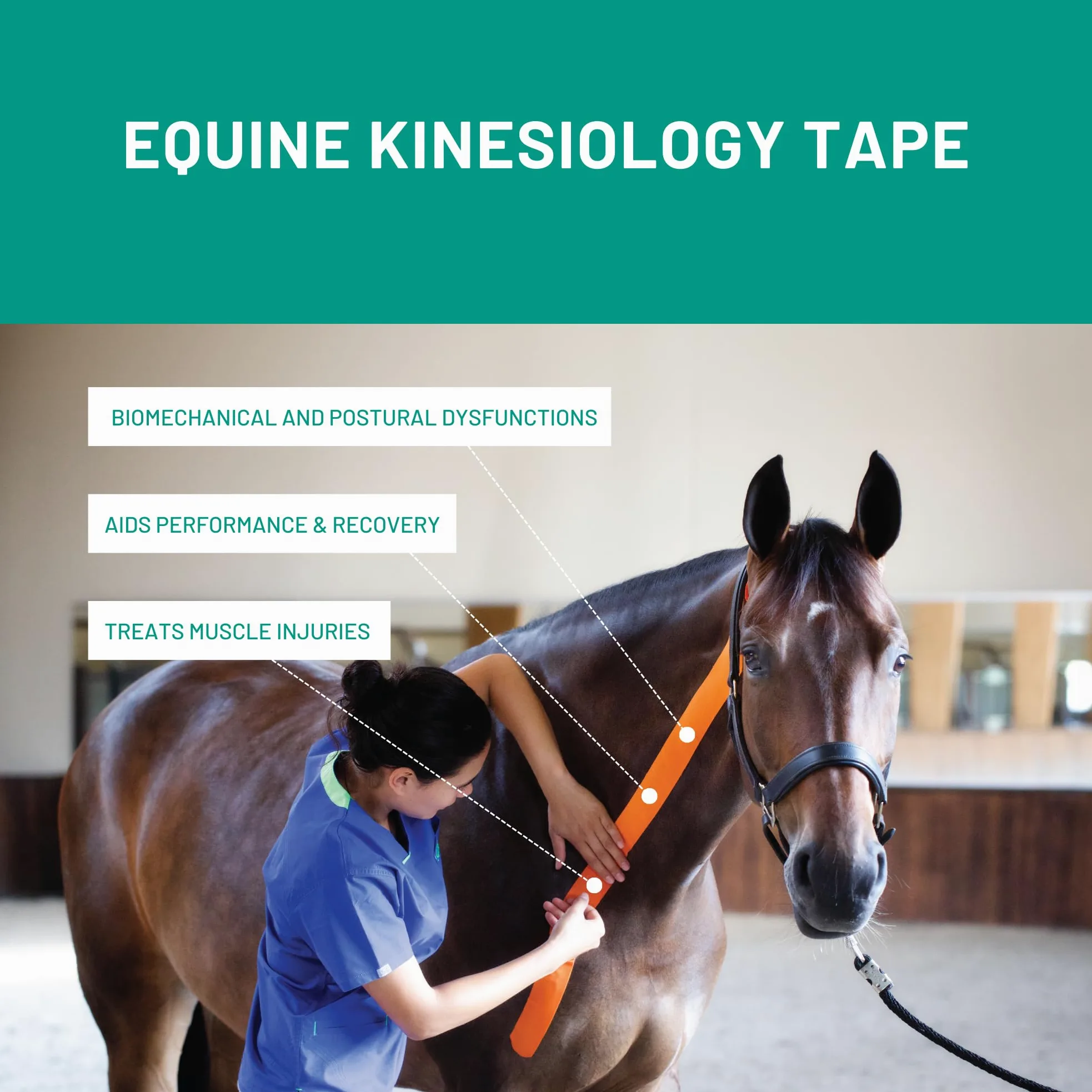 Vetkintape,2 rotoli 3 cmx5 m,nastro kinesiologico per cavalli equine/, migliorare la funzione muscolare, sostenere articolazioni e Segmental influenza