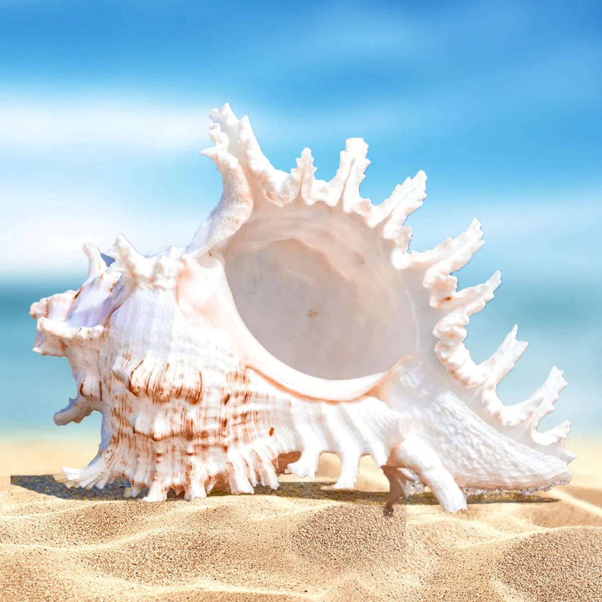 Conchiglie Naturali Grandi, Decorative per Oceano, Acquario, Matrimonio, Casa e Festa a Tema Spiaggia