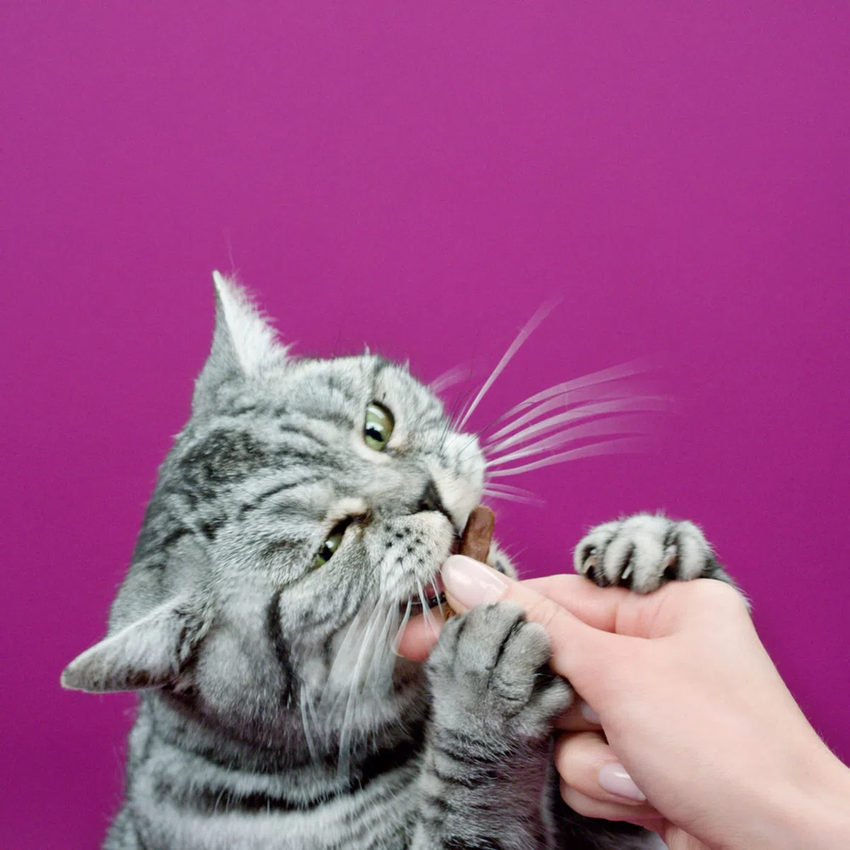 Whiskas Snack per Gatto, Sticks al Pollo, 84 pezzi in Totale ( 28 Confezioni da 18g l'una )