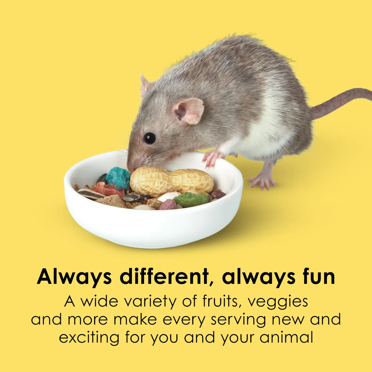 Kaytee Products Food Fiesta for Mouse And Pet Rats Gourmet Variety Diet 4 lbs