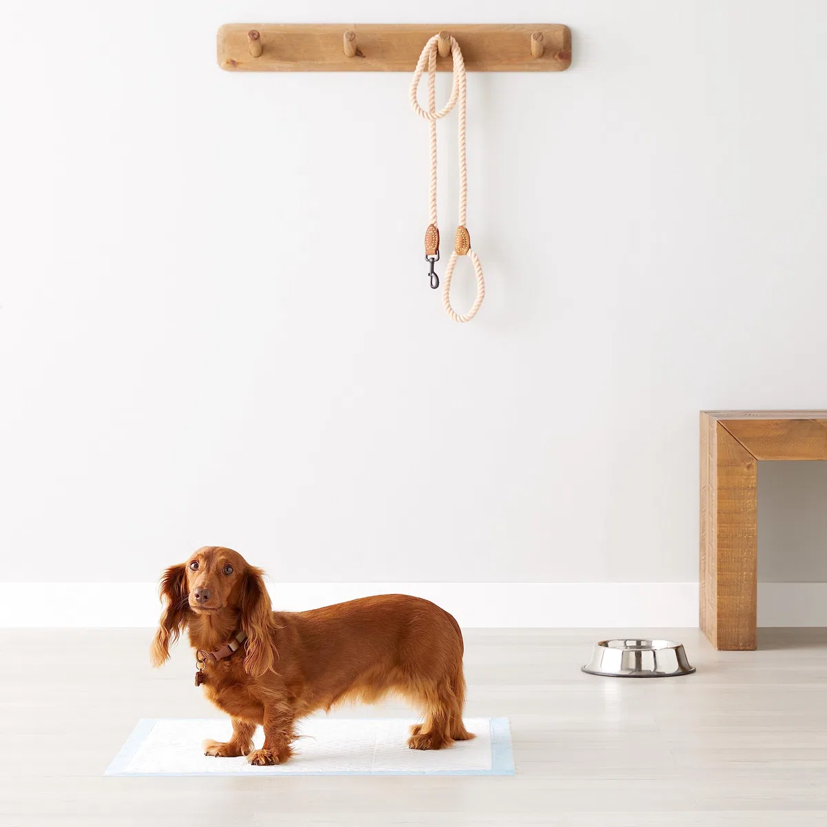 Amazon Basics Tappetini resistenti per l'addestramento di cani e cuccioli, a prova di perdite con superficie ad asciugatura rapida, dimensione standard, confezione da 50, Blu