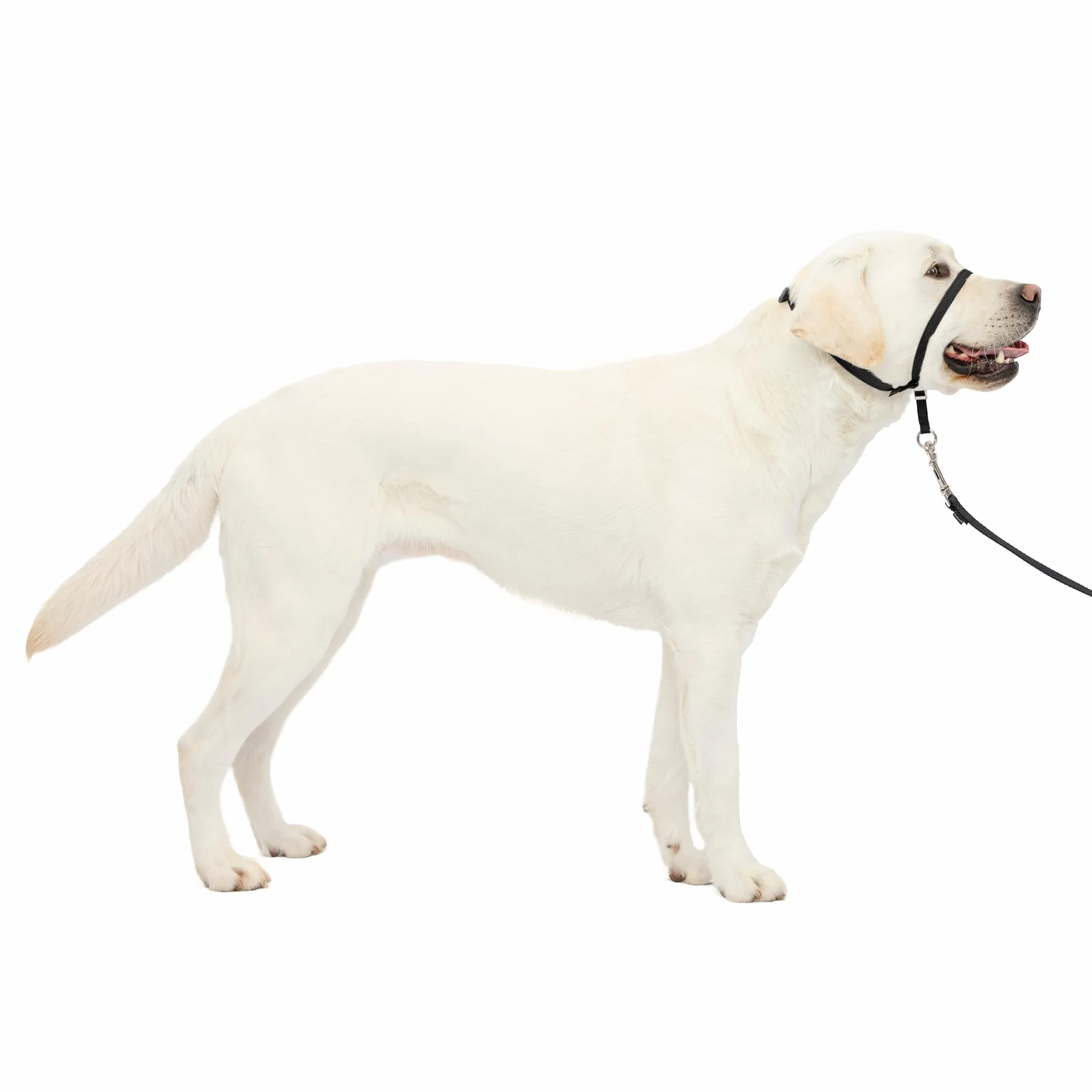 PetSafe - Collare a cavezza Easy Walk per cani di taglia grande (L), comoda, anti-trazione, con guinzaglio in nylon (incluso) - Nero