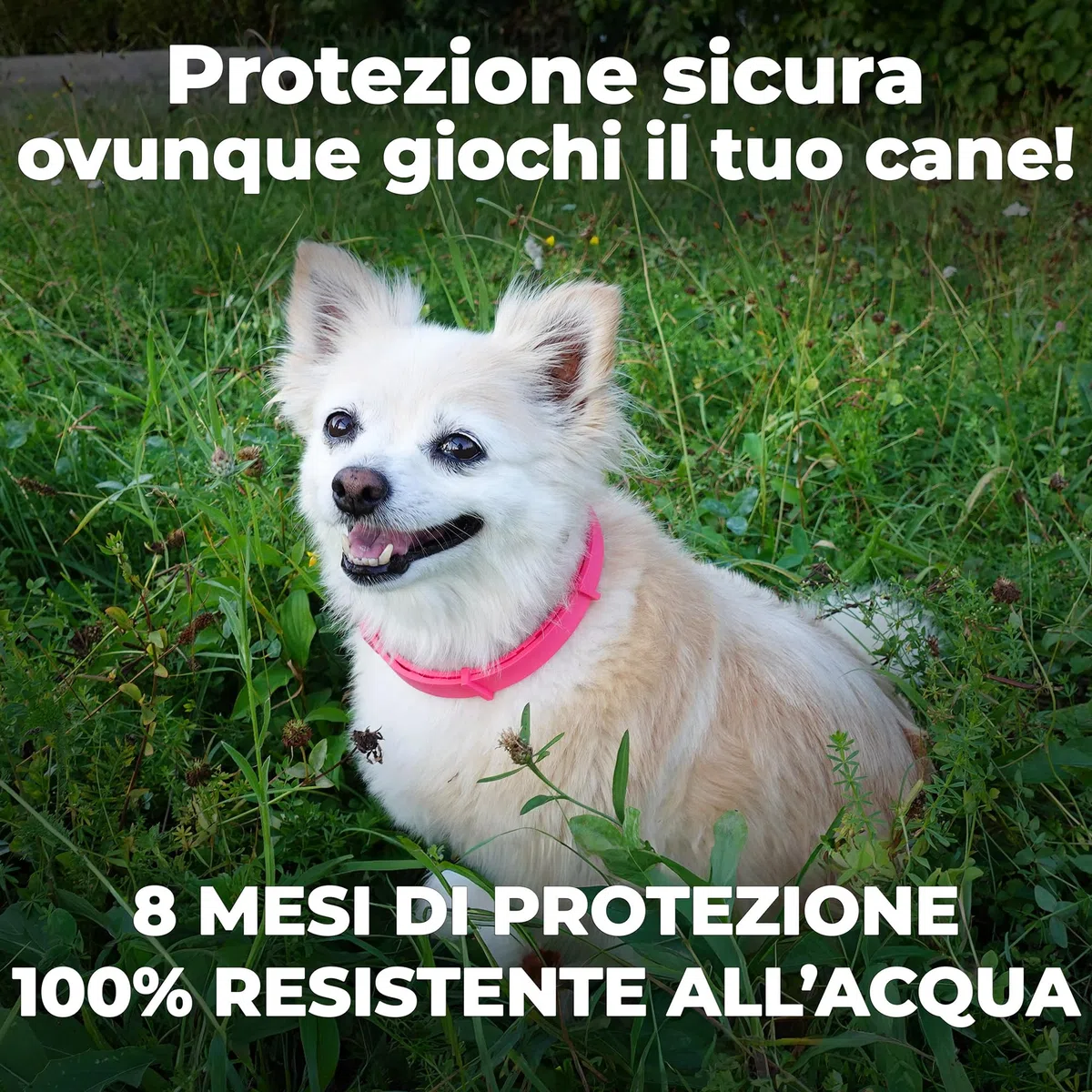Monked | Collare Naturale Antipulci e Zecche per Cani | Regolabile 64 cm | Protezione fino a 8 mesi | Impermeabile | Adatto a Cani Piccoli e Grandi (Rosa)