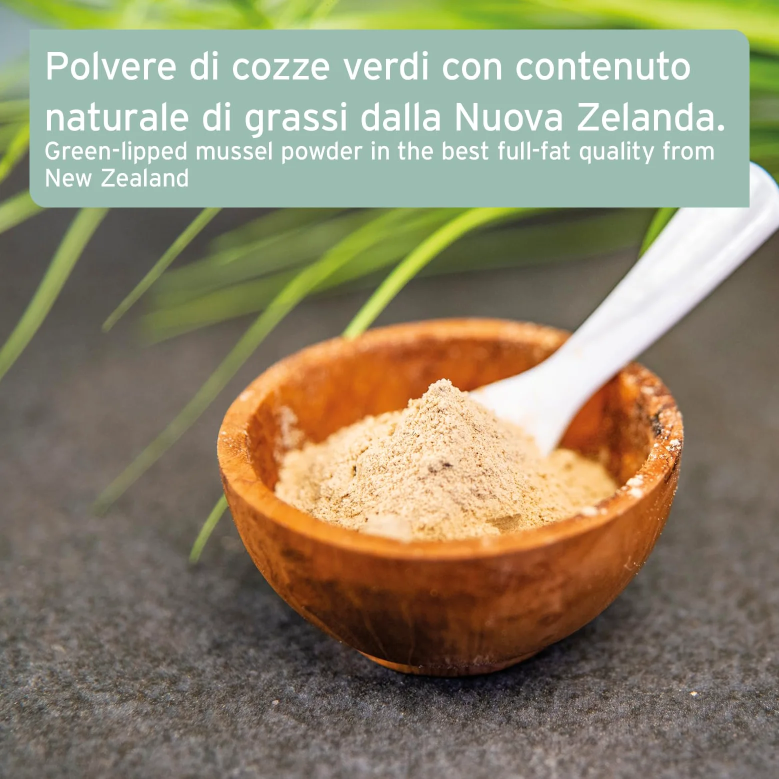 AniForte Polvere di cozze dalle labbra verdi per Cani e Gatti 100g - Polvere naturale di cozze dalle labbra verdi in qualità di grasso completo, glicosaminoglicani, supporta le funzioni articolari