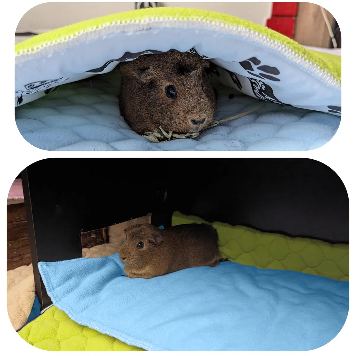 Tappetino da gioco in pile per porcellini d'India e conigli - Tutto in uno, è una coperta, un tunnel gigante, una casa, un cuscino e un letto - 50 cm x 60 cm - Verde