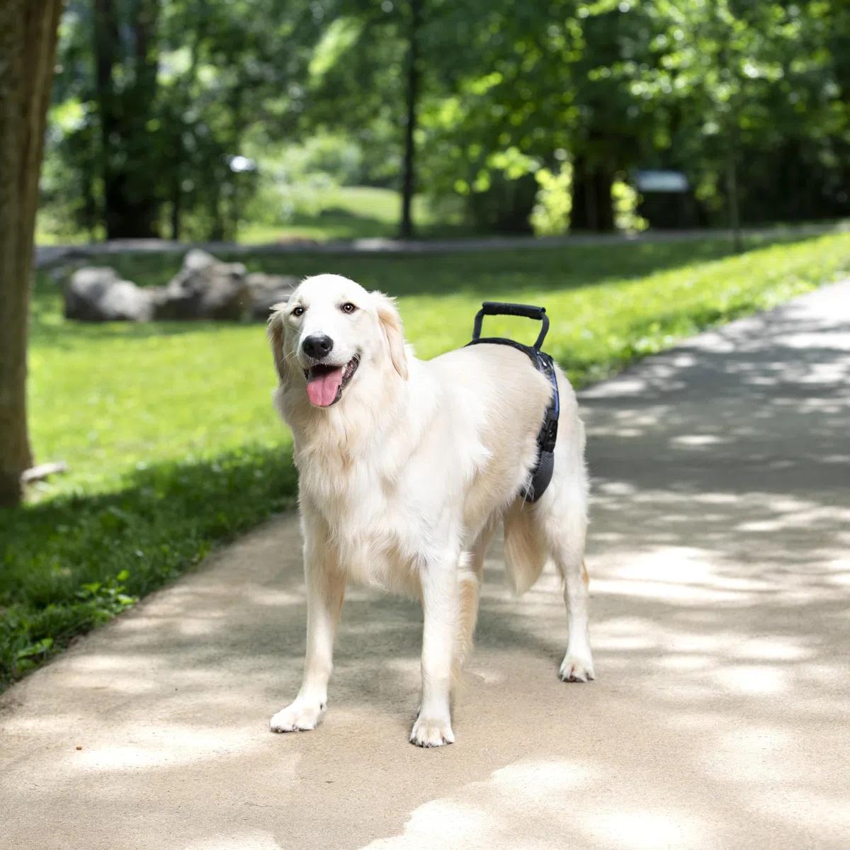 PetSafe Carelift, Pettorina di Supporto Posteriore, Ausilio per Il Sollevamento con Impugnatura e Spallaccio, Adatto a Cani Disabili o Anziani, Comodo, Traspirante, Facile da Regolare, L