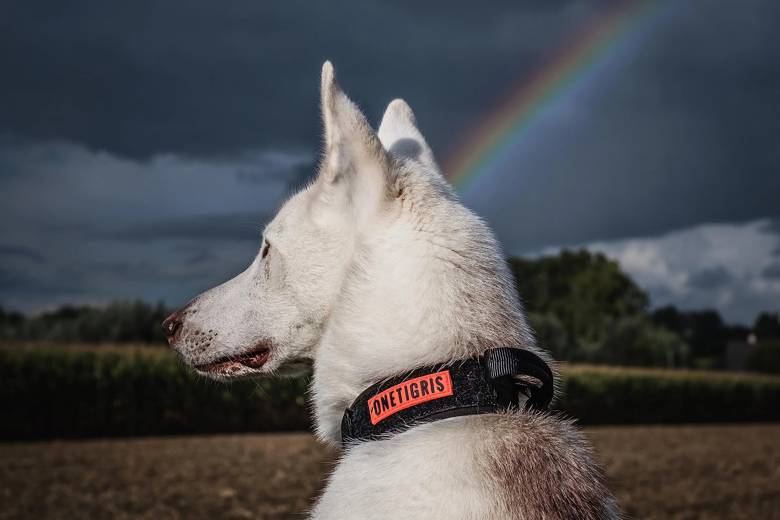 OneTigris Collare per cani con fibbia in metallo per cani (Nero, M)