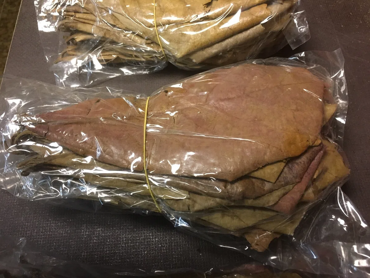 350 g foglie di mandorlo marino, 20-25 cm (~ 200 pezzi)