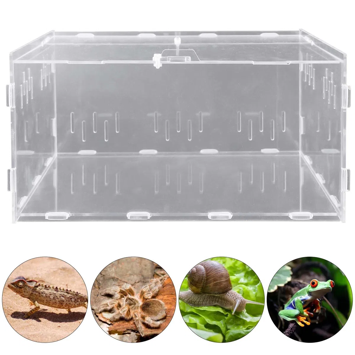Reptil - Scatola di alimentazione in acrilico, 30 x 20 x 15 cm, per terrario rettile, per il trasporto di insetti, per tartarughe d'acqua, ragni, granchio eremita, criceto, lucertola