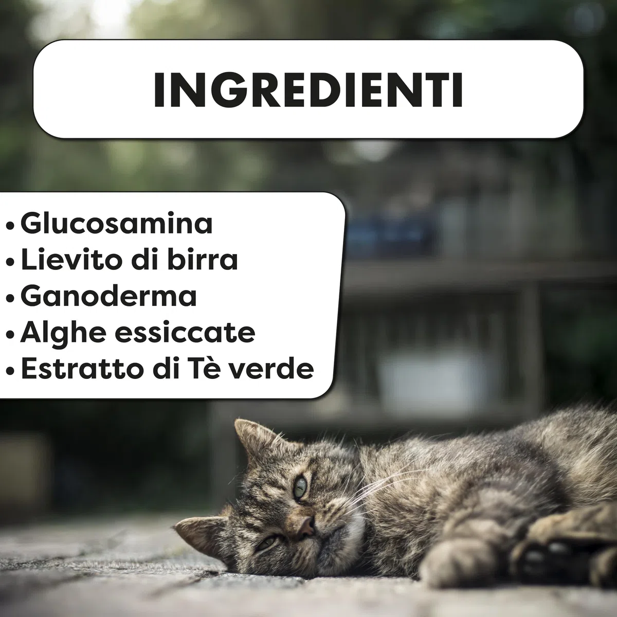 Integratore per Cani e Gatti Anziani – Supporto Cognitivo e Memoria per Pet Meno Reattivi – Con Fosfatidilserina, Reishi e Vitamine B – 30 Compresse – PHARMACINQUEPET Neuroease 5+