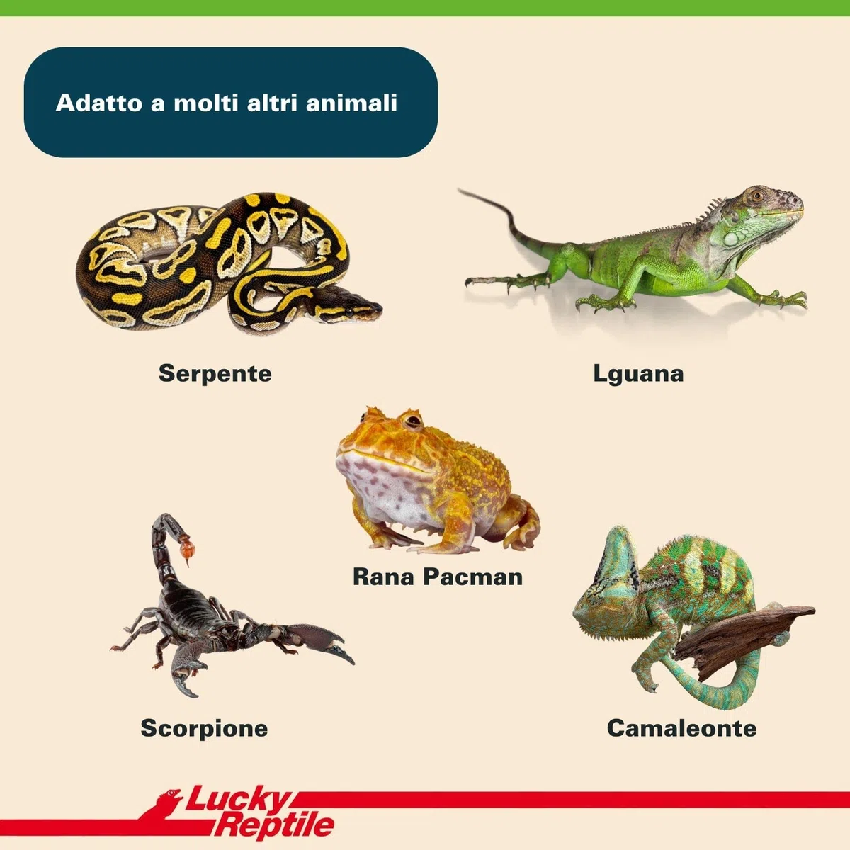 Lucky Reptile 65131 - Terriccio di substrato per tartarughe da terra, 20 litri, Pesca, Brown