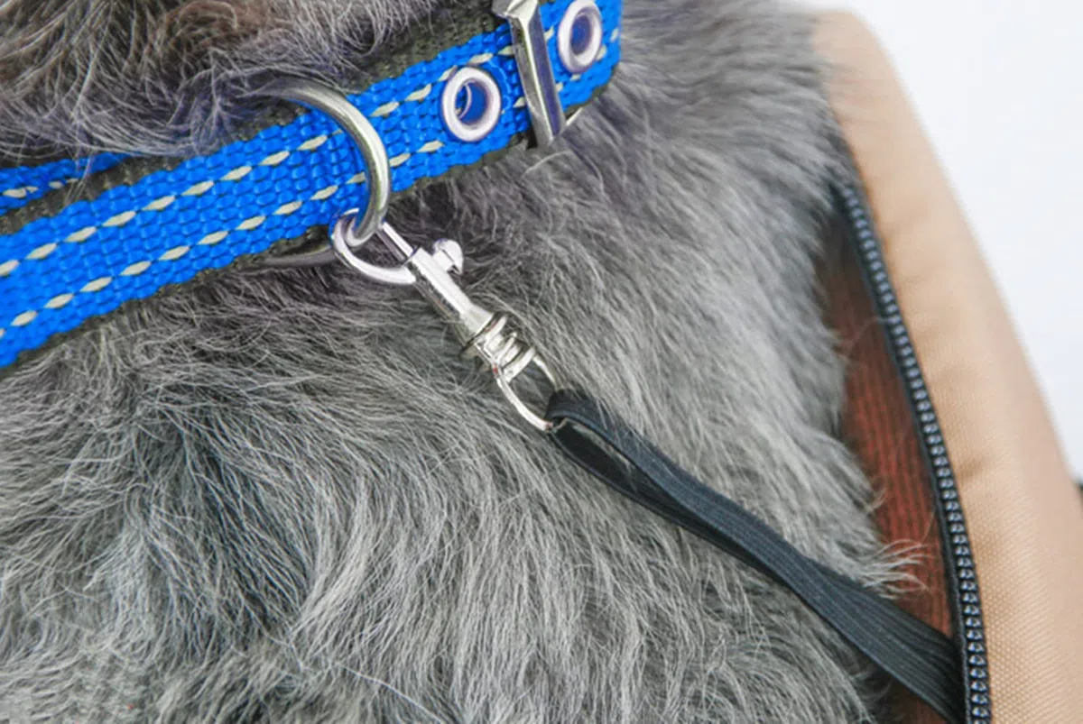ITODA Borsa da trasporto per cani, piccola borsa a tracolla per animali domestici, calda, portatile, pieghevole, traspirante, per cuccioli, gatti, per viaggi