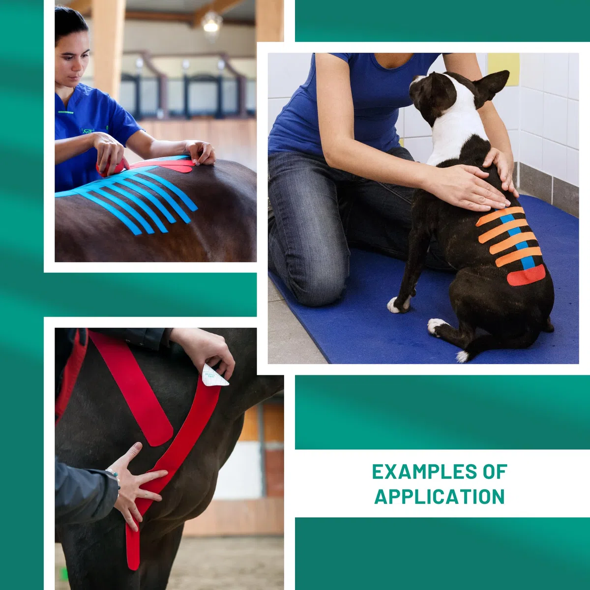 Vetkintape,2 rotoli 3 cmx5 m,nastro kinesiologico per cavalli equine/, migliorare la funzione muscolare, sostenere articolazioni e Segmental influenza