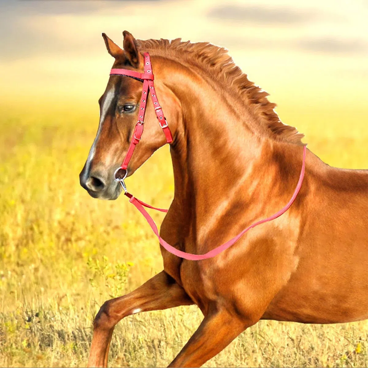 Briglia Per Cavallo - Testiera Per Briglia Da Equitazione, Redini Regolabili Antistrappo Per Adulti | Forniture Per Capezzina Per Filetto Equestre | Redini Rosse Con Doppia Fettuccia Per Uso A Lungo T