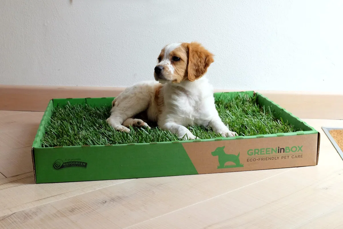 Zolla in Vera Erba – Lettiera Naturale per Training Cucciolo, Cani Piccoli. 60x40 cm
