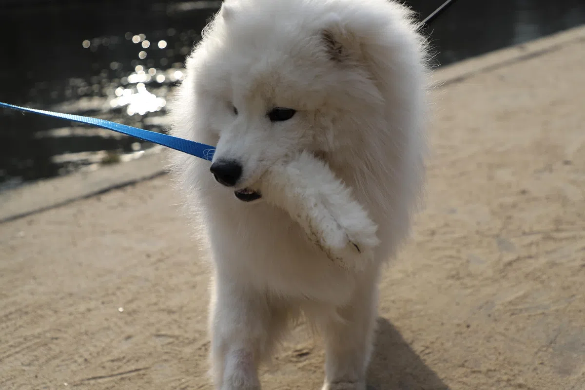 DINGO giocattolo per cani - cacciatore di pelle di pecora con piombo lungo blu 130 cm, agilità motivazione ricompensa rimorchiatore per allenamento e divertimento 15583
