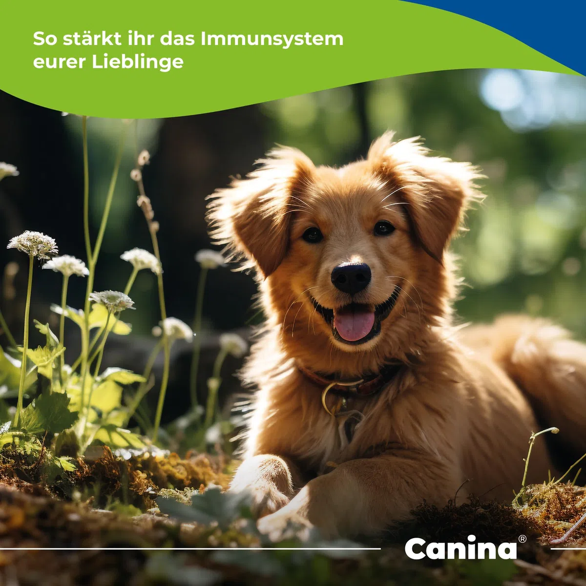 Canina Immun-Booster – appositamente progettato per la pasta intestinale da 15 ml
