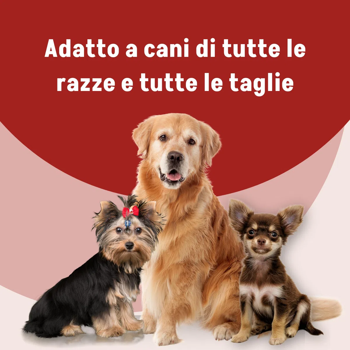 Motix-D Supporto Articolazioni Cane - Curcuma, Boswellia e Artiglio del Diavolo - Omega-3, Vitamine C/E - Supporto Naturale per Mobilità e Vitalità (60 COMPRESSE)