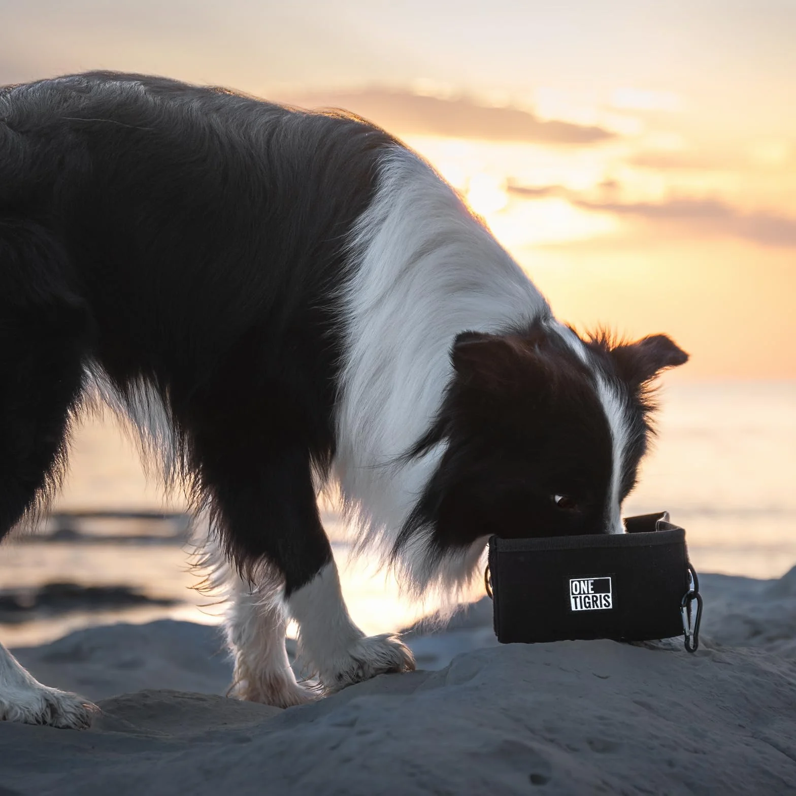OneTigris Ciotola Portatile per Cani, Campeggio per Cani Gatti 1,4L, pessore 3,5 cm, Portatile per Escursioni, Ciotola pieghevole tattica per cani, Leggera, Capiente e Resistente