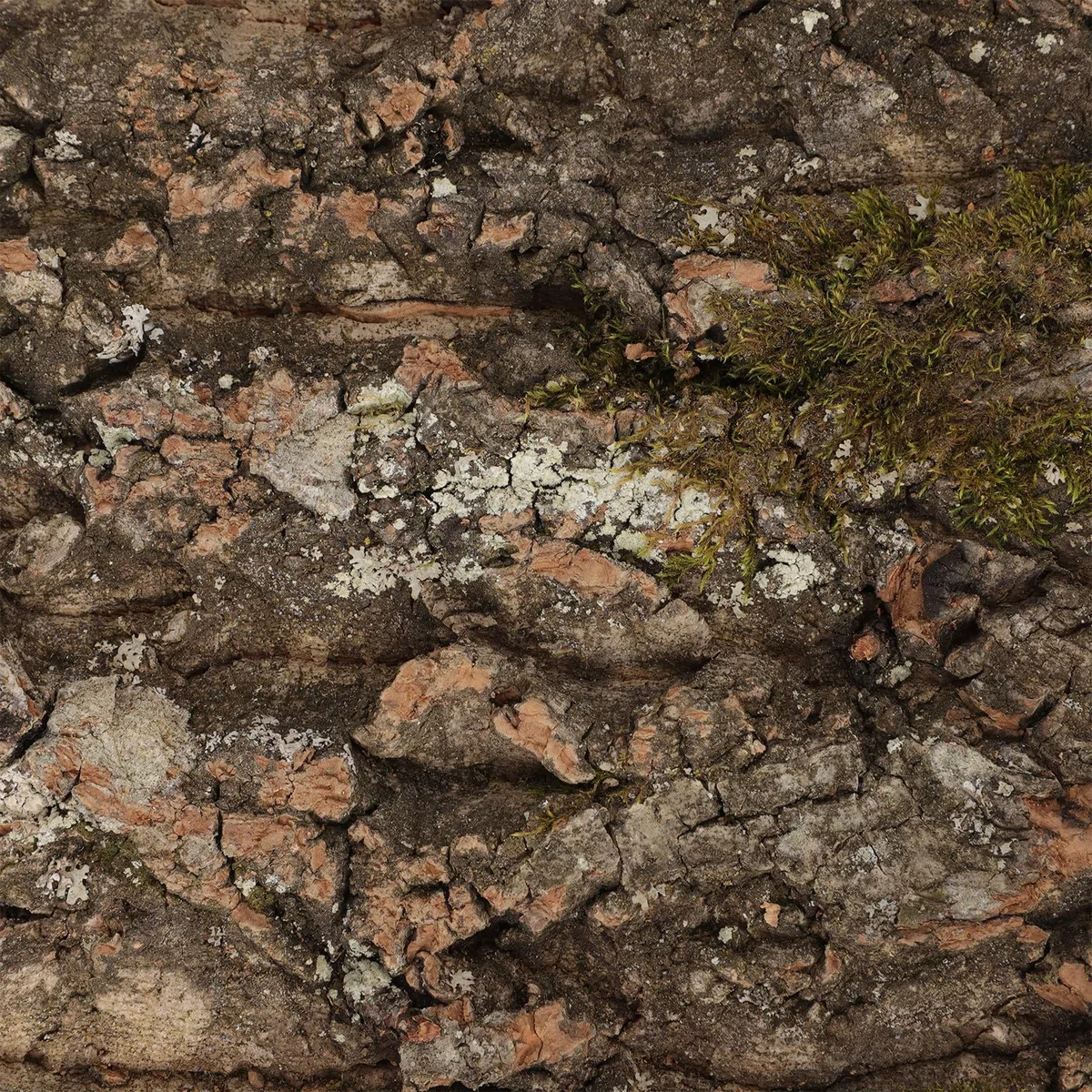 Sfondo Terrario Corteccia Sughero Naturale per Rettili, Decorazione Protettiva e Resistente All'umidità per Pareti di Piante e Habitat di Animali Domestici