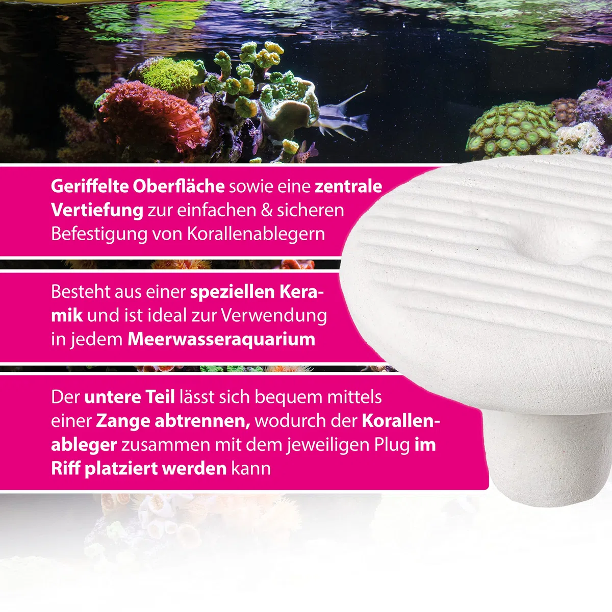ARKA myREEF®-Plug | 30 mm | Round | 12 Pezzi | Pietre in Ceramica per Le talee di Corallo in Qualsiasi Acquario Marino | incl. Fessure per Una Tenuta ottimale | Facile da Lavorare (Confezione da 2)