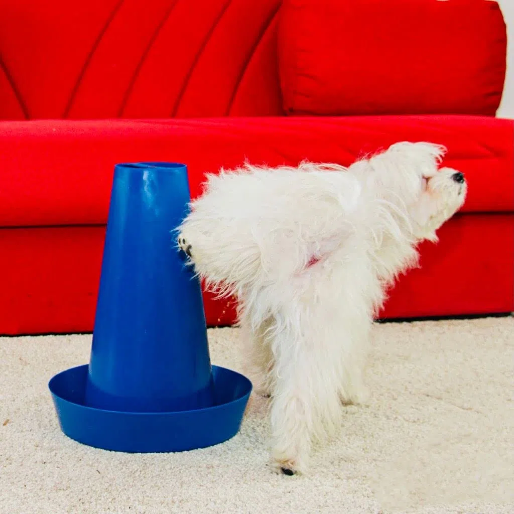 PIPPI Cono Cani WC Cane Vasino Toilette Lettiera Dog Traversine Dogs Tappetini Colonna Orinatoio Pisciatoio Maschi Accessori Nuova Generazione LILLA