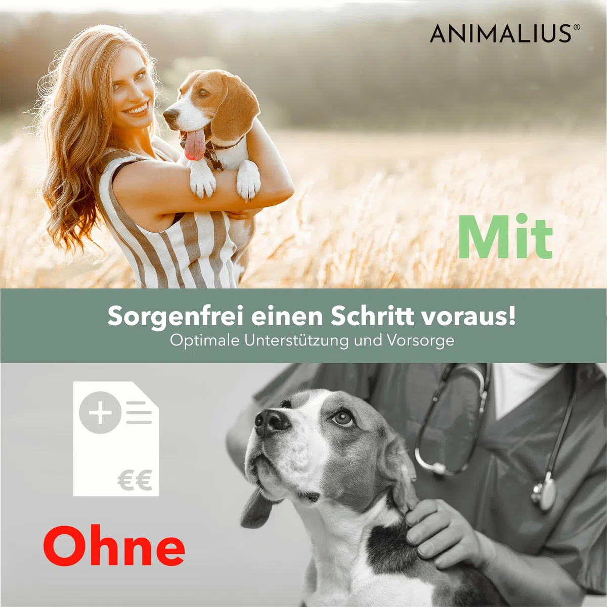 Olio Barf Complete per cani | Olio per mangimi premium Barf con olio di salmone, lino, semi di canapa, enotera e borragine, 500 ml