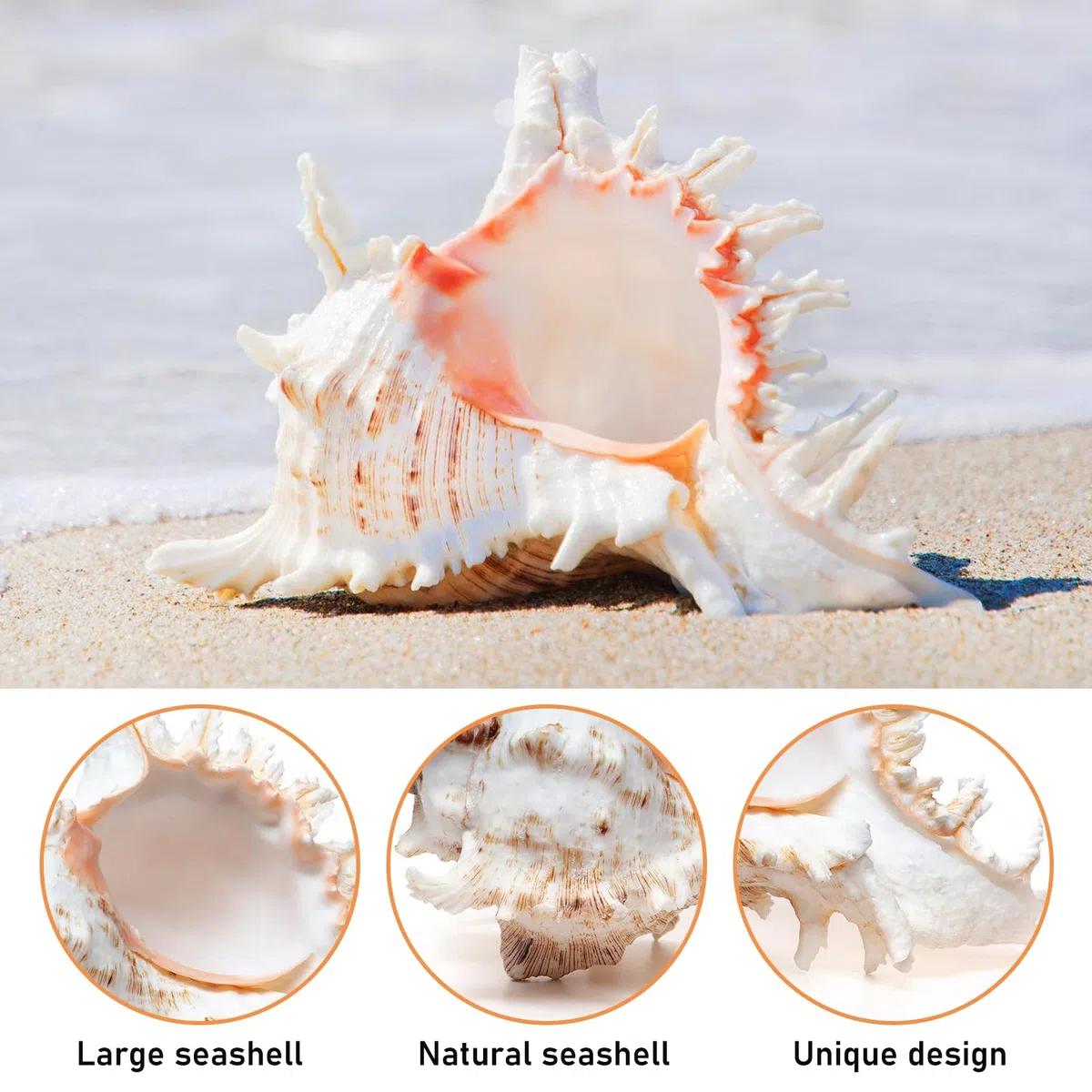 Conchiglie Naturali Grandi, Decorative per Oceano, Acquario, Matrimonio, Casa e Festa a Tema Spiaggia