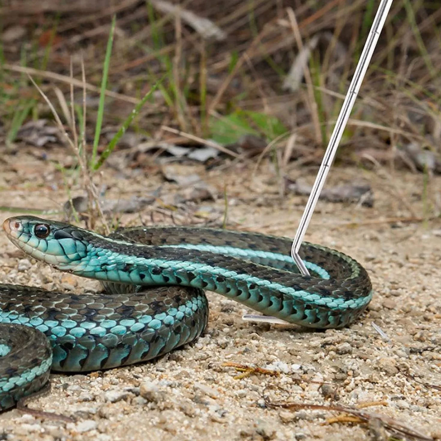 Zerodis Gancio di Cattura del Serpente in Acciaio Inossidabile telescopico Estensibile Cattura Serpente Gancio Cattura rettili per Cattura di rettili Controllo Animali in Movimento Samll