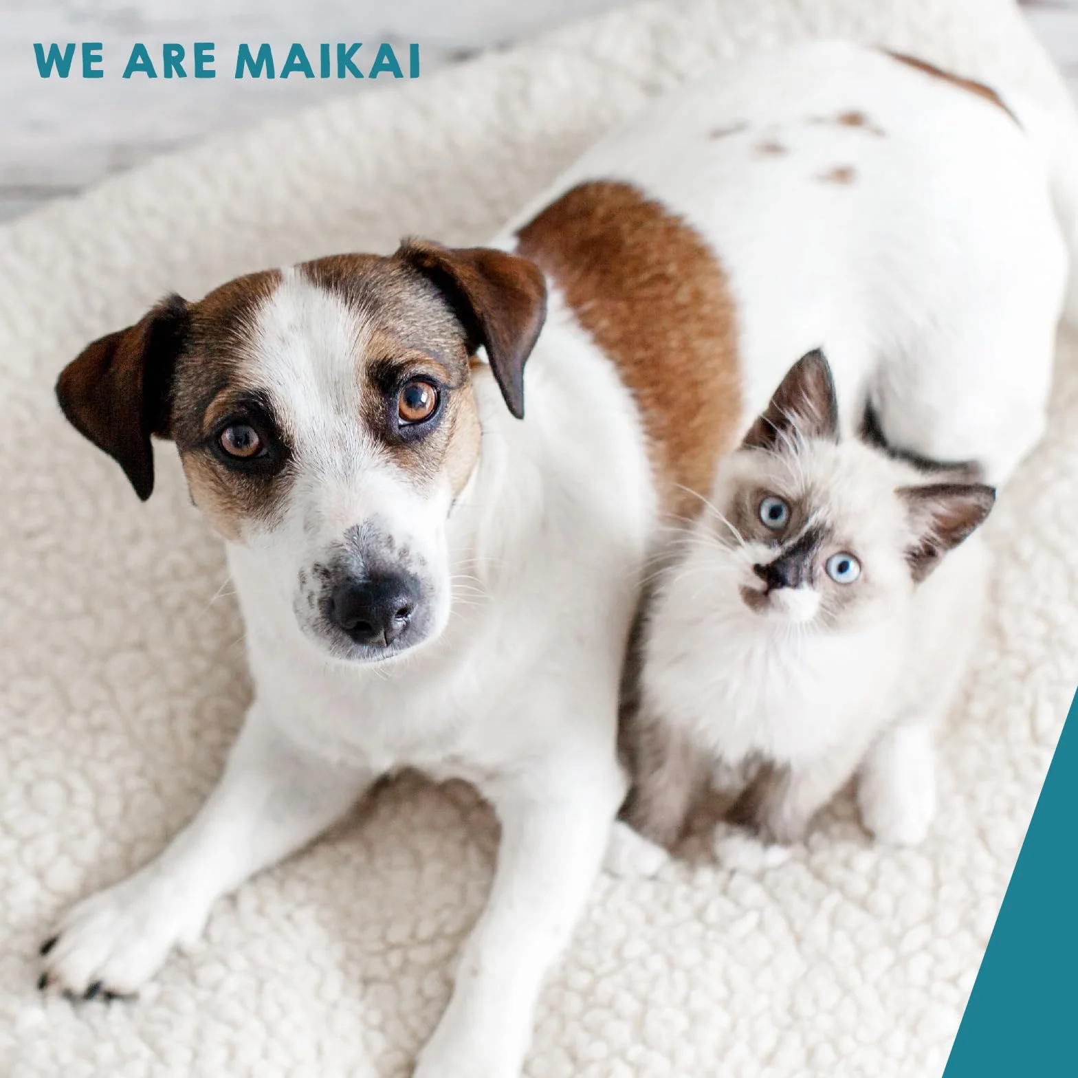MAIKAI Polvere per Pulizia Denti Cani e Gatti 150g Integratore Antitartaro e Placca Alitosi Eliminare Alito Cattivo 100% Naturale - Rinfresca l’Alito e Protegge Denti e Gengive Igiene Orale Naturale
