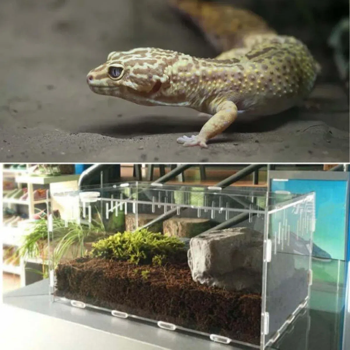 Reptil - Scatola di alimentazione in acrilico, 30 x 20 x 15 cm, per terrario rettile, per il trasporto di insetti, per tartarughe d'acqua, ragni, granchio eremita, criceto, lucertola