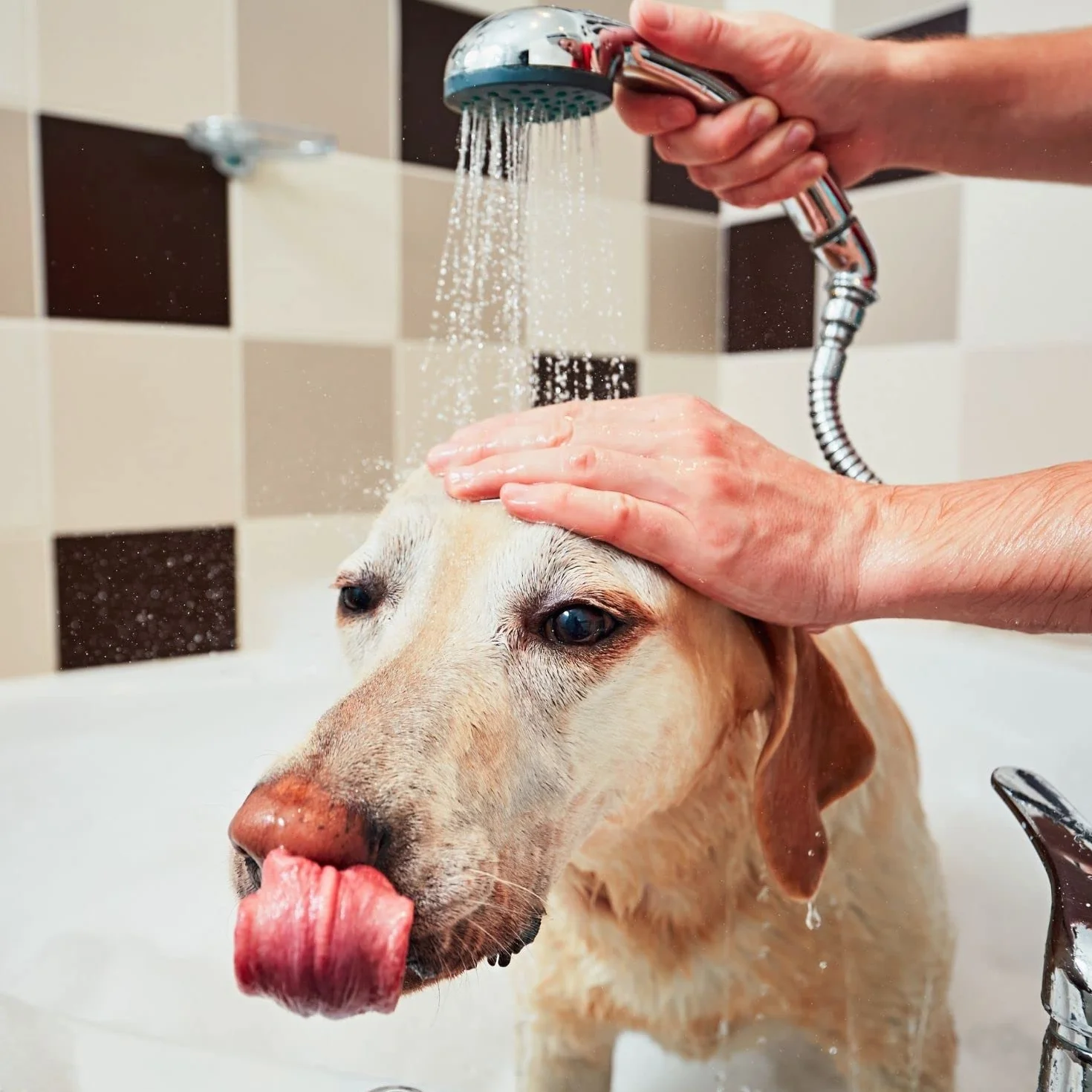 Bálsamo Caviar - Crema y Acondicionador para Perros - 300 ml - Contribuye a Mantener Una Hidratación Adecuada del Manto - Artículos de Higiene para Perros - Ideal para Competiciones - IV San Bernard