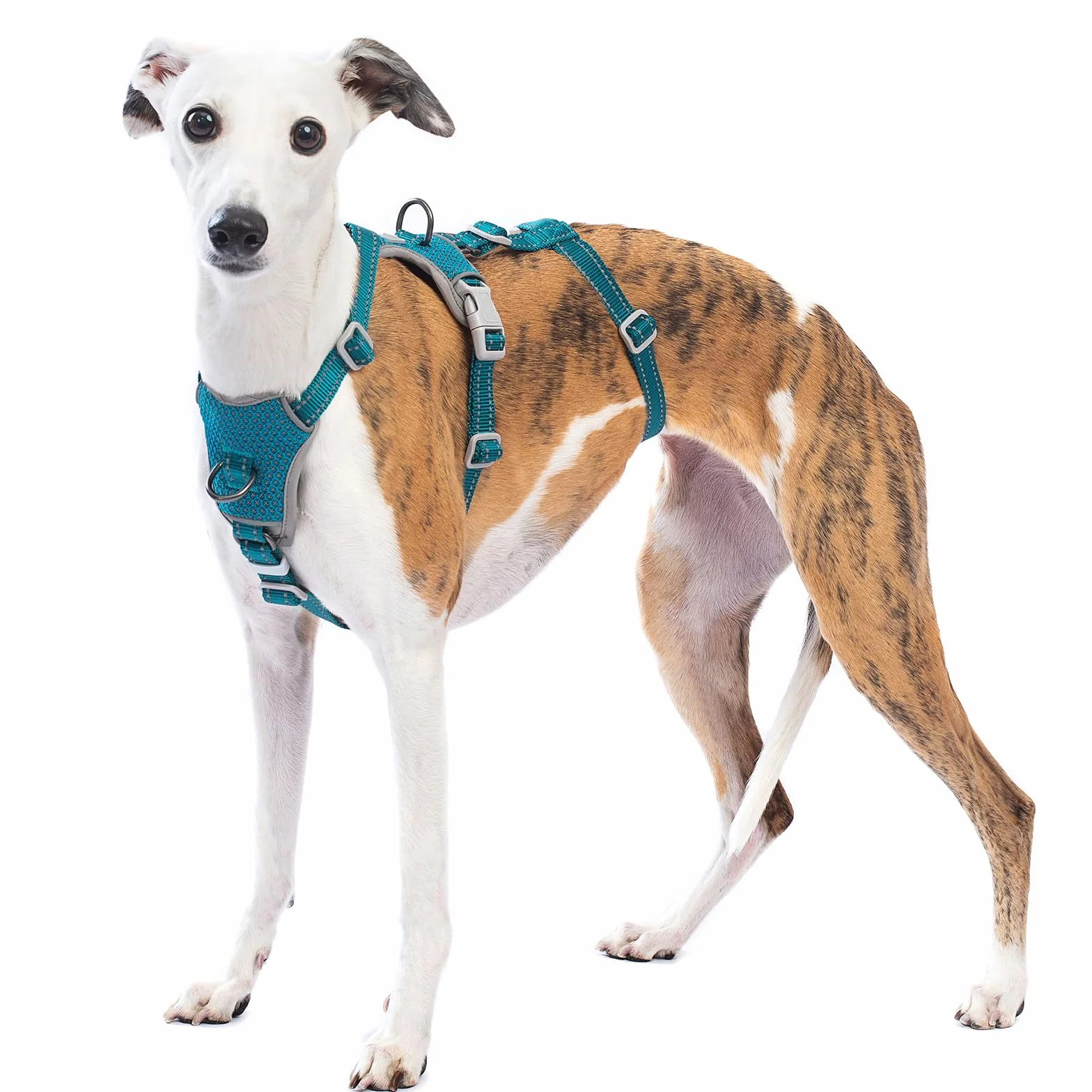 Huntboo Pettorina Antifuga Cane, Pettorina Cane Taglia Media Grande Piccola, Imbracature Riflettenti Anti-Trazione per Animali, Regolabile, Traspirante per Allenamento e Corsa (Blu,M)
