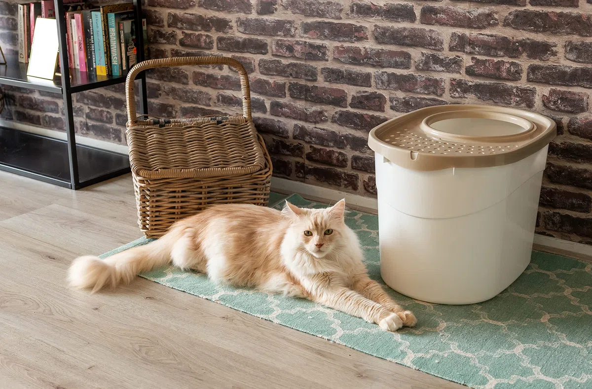 Iris Ohyama Lettiera per Gatti, Fino a 7kg, 1 Pala, Beige, Ingresso Top, Cat Litter Trey, Chiuso, Per Gattini, Lato alto, Con cappuccio, Grande, Senza BPA, Profondo, Facile da pulire, TECL-20