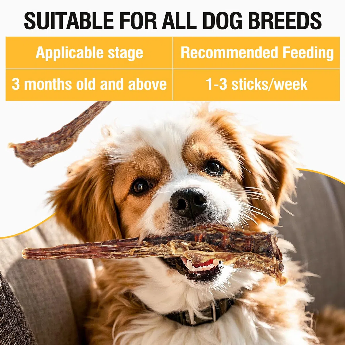 Ossi di coda di manzo naturali per cani - Masticatori dentali di lunga durata, privi di carne secca e digeribili, manzo allevato ad erba con un unico ingrediente (2 PCS)