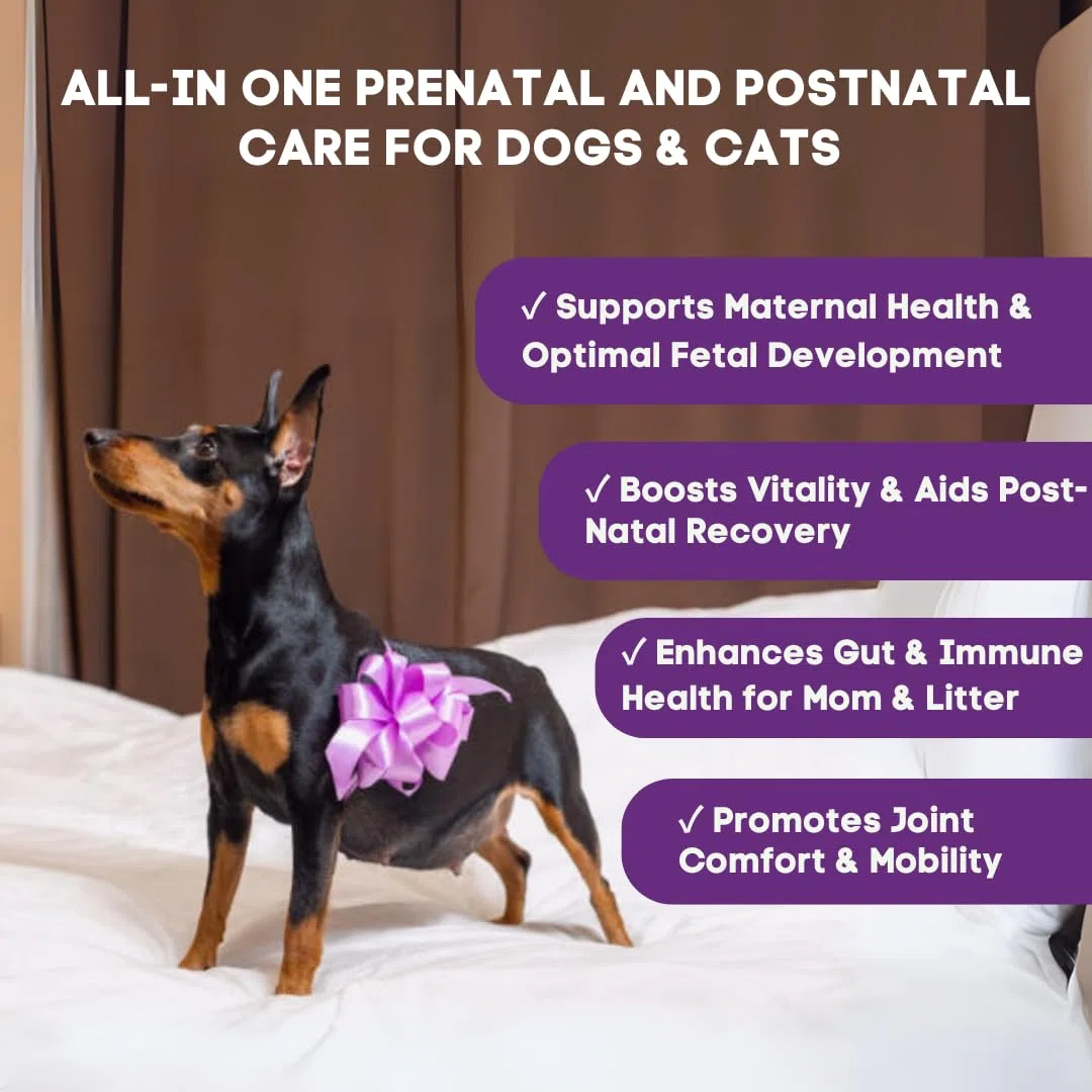 Vitamine prenatali e postnatale per cani e gatti – Integratore con acido folico, biotina, CoQ10, probiotici, glucosamina e vitamine essenziali – Supporta gravidanza, allattamento e recupero – 90 ct