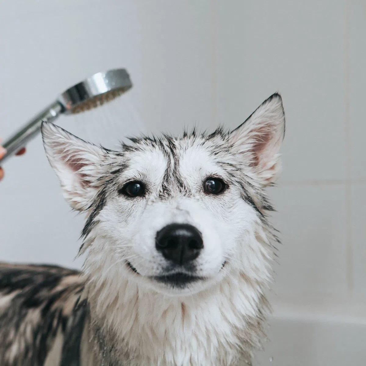 Bálsamo Caviar - Crema y Acondicionador para Perros - 300 ml - Contribuye a Mantener Una Hidratación Adecuada del Manto - Artículos de Higiene para Perros - Ideal para Competiciones - IV San Bernard