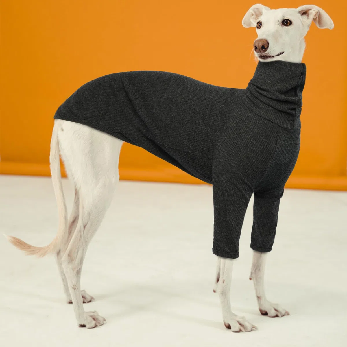 Maglione per Levriero, Giacca Levriero Pigiama Whippet Abbigliamento Levrieri Maglioncino Levriero(Grigio, M)