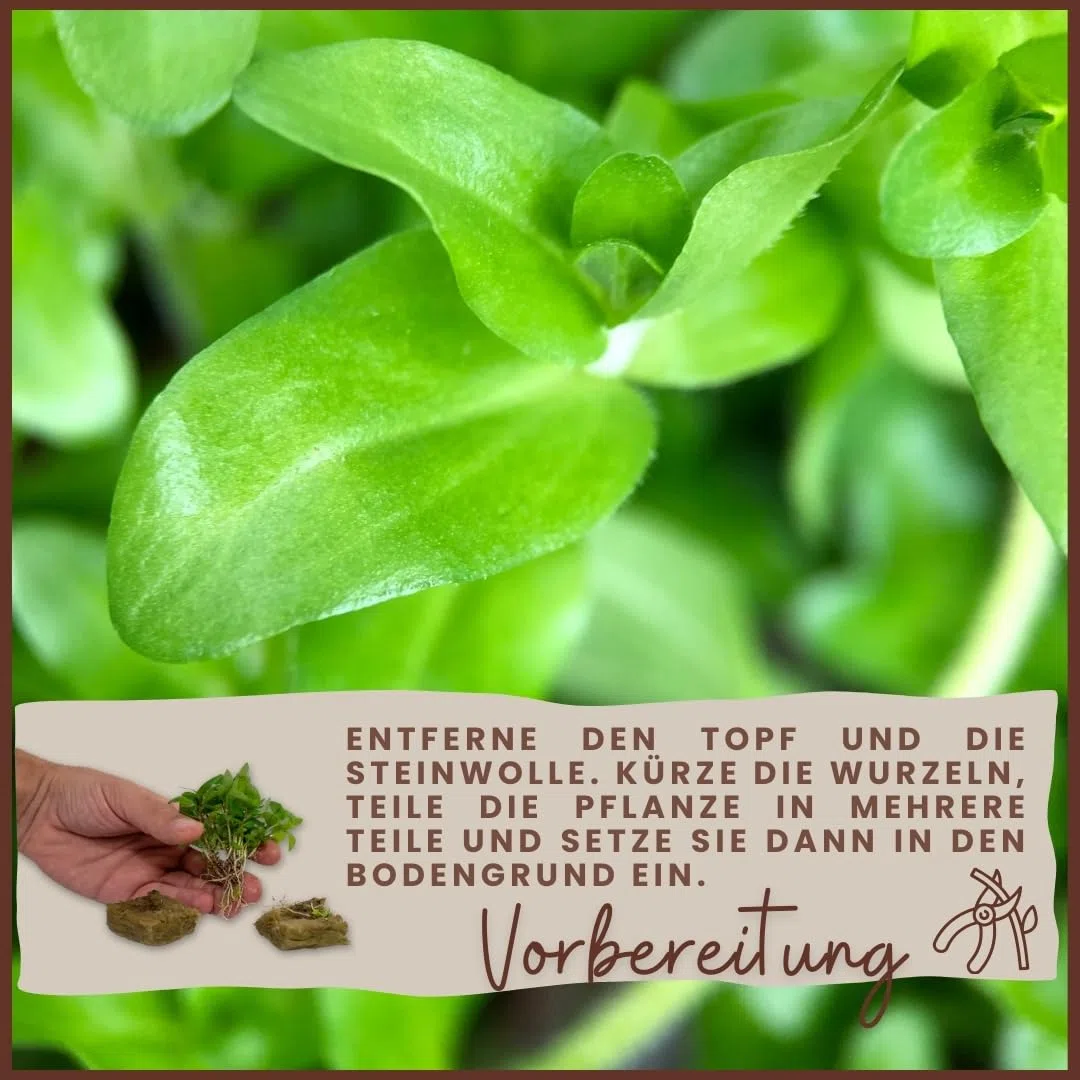 AquaOne Pianta per acquario, 3 pezzi, Ceratopteris thalictroides, pianta acquatica, pianta a stelo completamente radicata, facile da pulire, decorazione Aquascaping