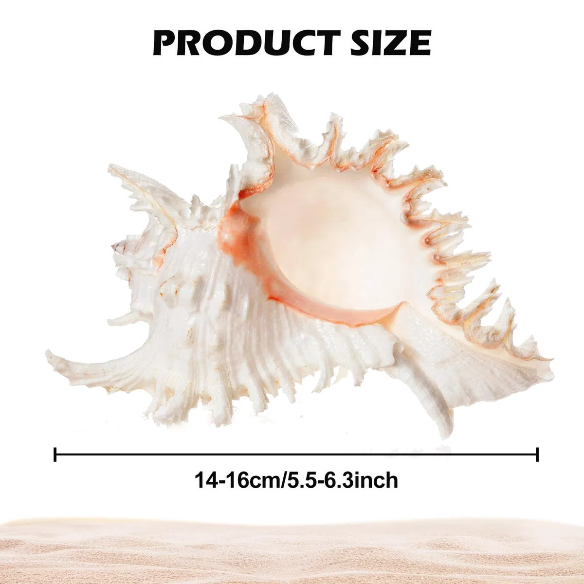 Conchiglie Naturali Grandi, Decorative per Oceano, Acquario, Matrimonio, Casa e Festa a Tema Spiaggia