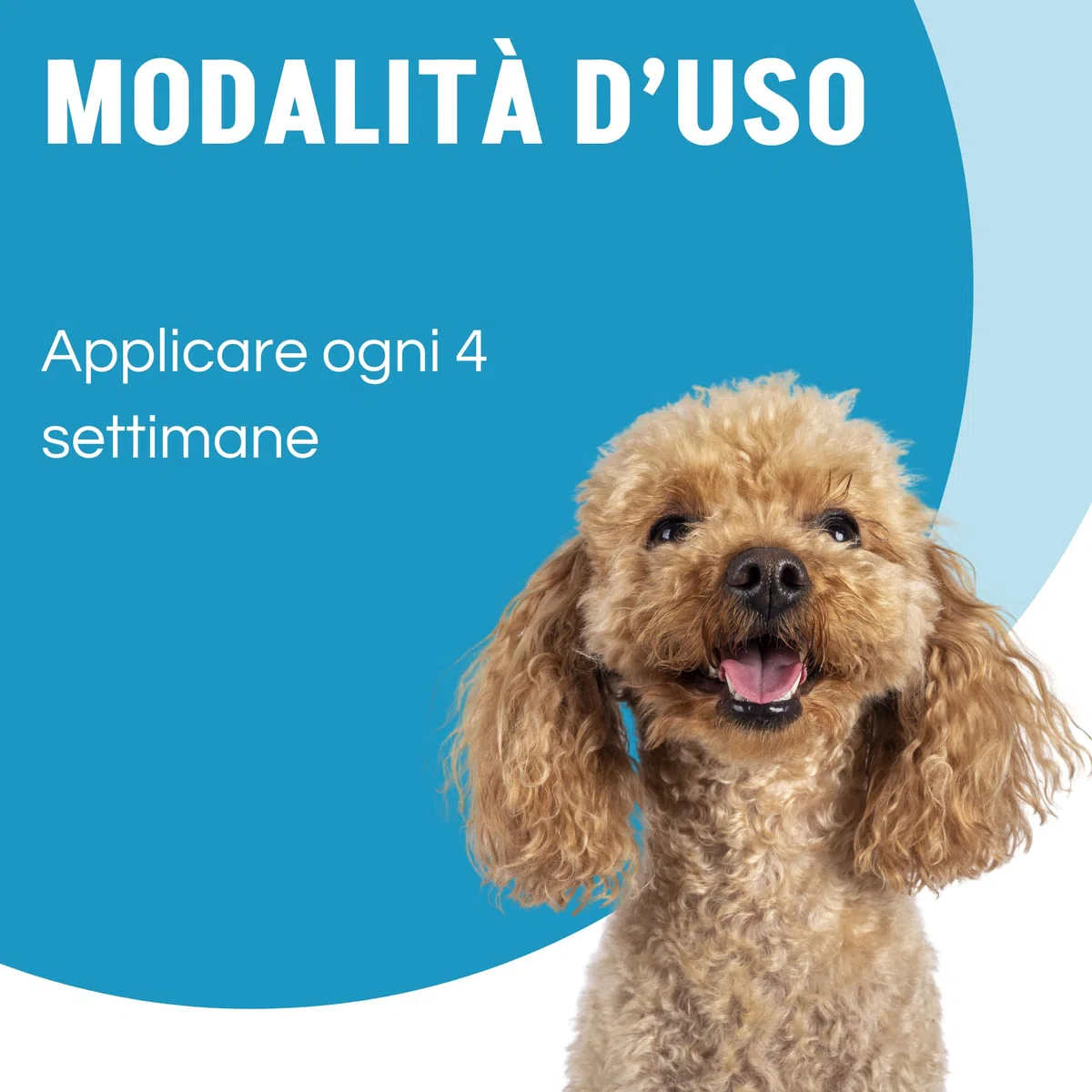 Ever 4 Pipette Antiparassitario Cani S (4-10 KG) - Spot-On per Pulci, Zecche, Flebotomi, Zanzare - Protezione Completa - Fialetta Antipulci Cane